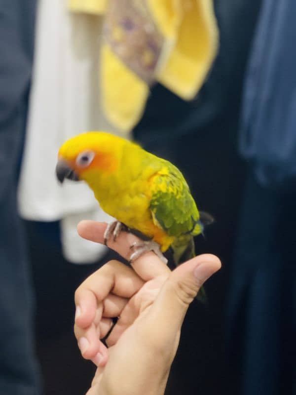 Fully tamed Sun conure 5