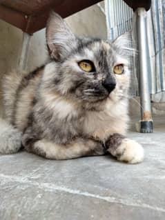 Persian cat