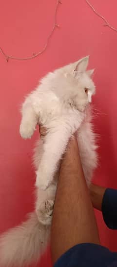 Persian cat for sale