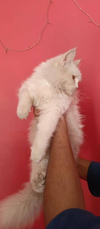 Persian cat for sale 0