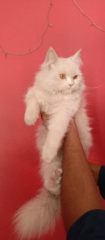 Persian cat for sale 1