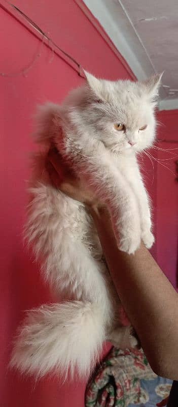 Persian cat for sale 2