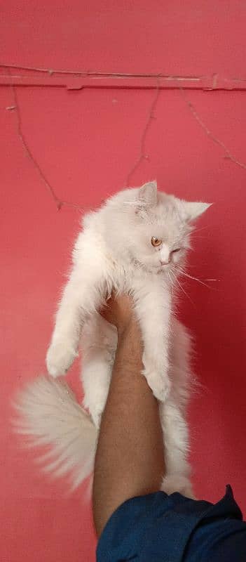 Persian cat for sale 3