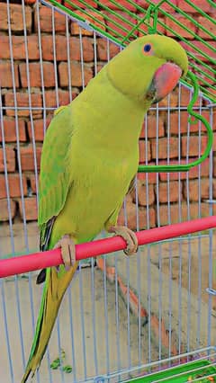 Green Parrot