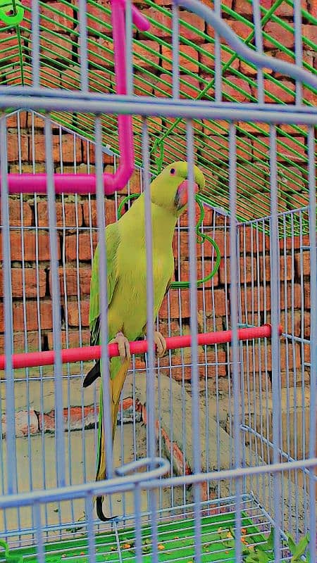 Green Parrot 1