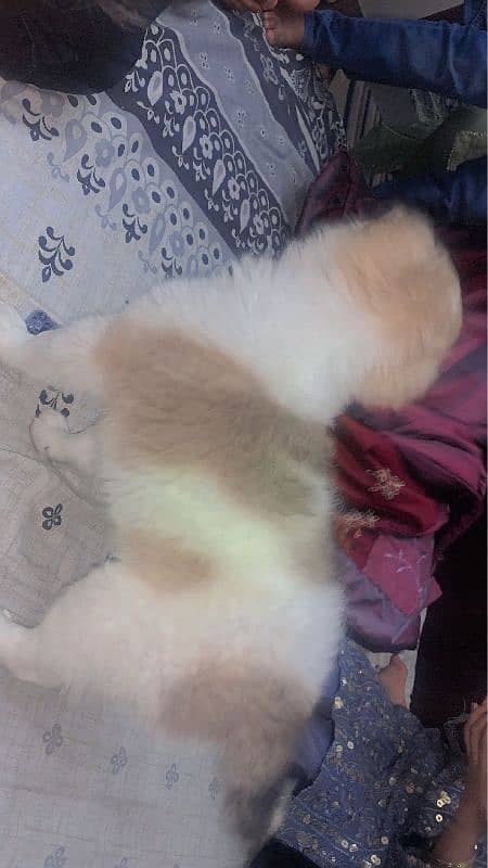 Bangkaew Puppy For Sale 1