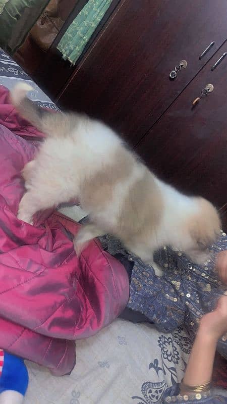 Bangkaew Puppy For Sale 2