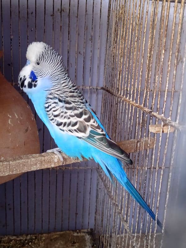 Budgies King Male Exhi 0