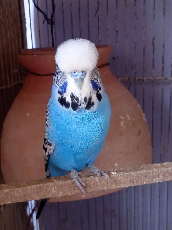 Budgies King Male Exhi 1