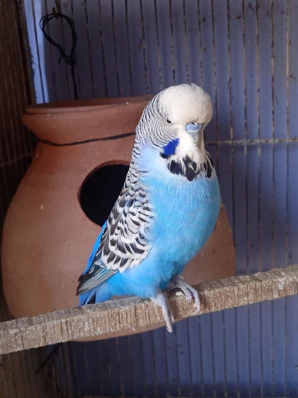 Budgies King Male Exhi 2