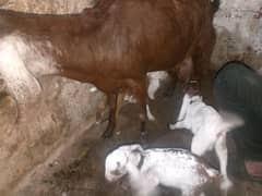 Bakri bacha for sale 3 bacho ki Sath