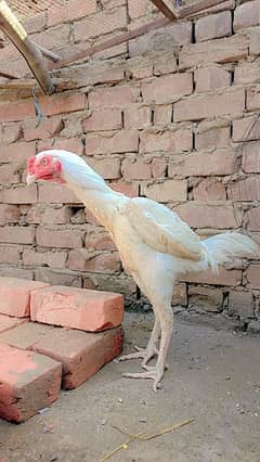 Aseel pair female egg laying. Heera. Shamo 0306//4773//267