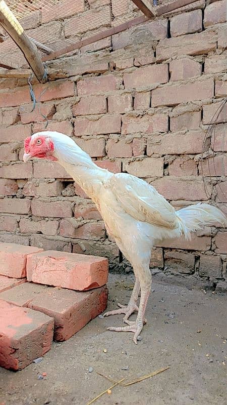 Aseel pair female egg laying. Heera. Shamo 0306//4773//267 0