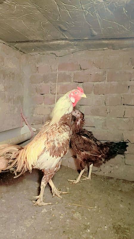 Aseel pair female egg laying. Heera. Shamo 0306//4773//267 3