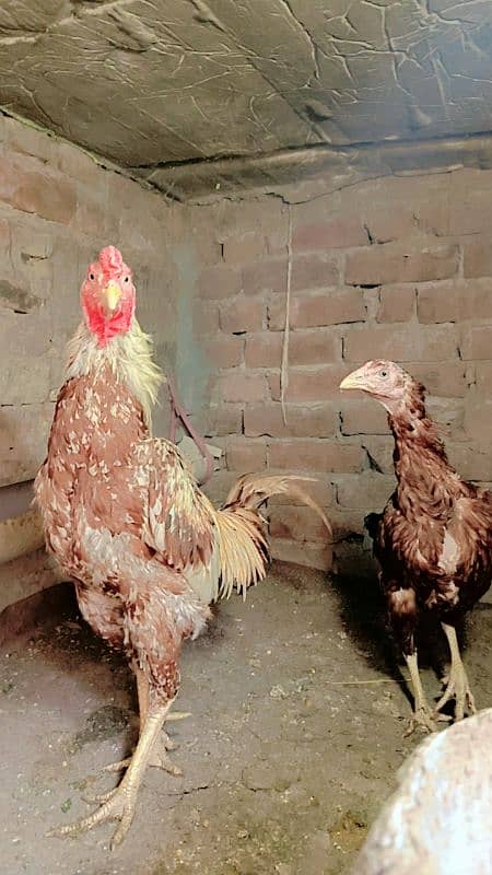 Aseel pair female egg laying. Heera. Shamo 0306//4773//267 4