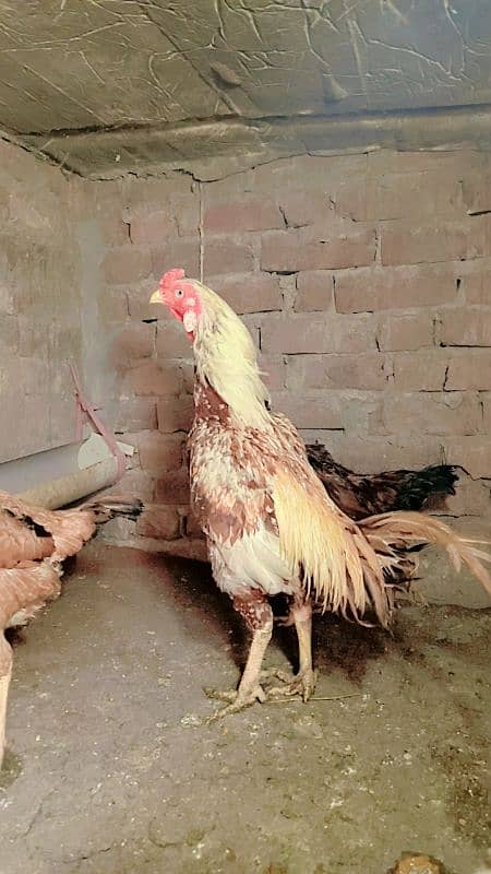 Aseel pair female egg laying. Heera. Shamo 0306//4773//267 5