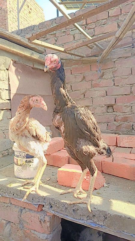 Aseel pair female egg laying. Heera. Shamo 0306//4773//267 7