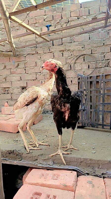 Aseel pair female egg laying. Heera. Shamo 0306//4773//267 8