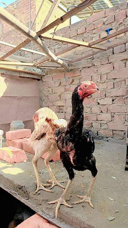 Aseel pair female egg laying. Heera. Shamo 0306//4773//267 9