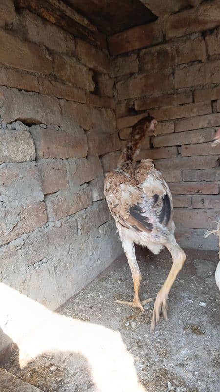 Aseel pair female egg laying. Heera. Shamo 0306//4773//267 11