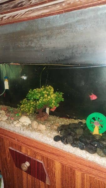 fish aquarium 2