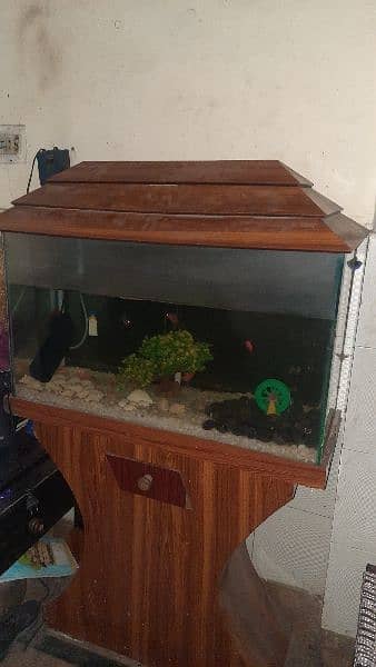 fish aquarium 3