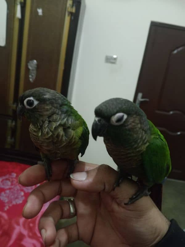 hand tame conure 1