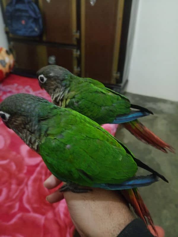 hand tame conure 2