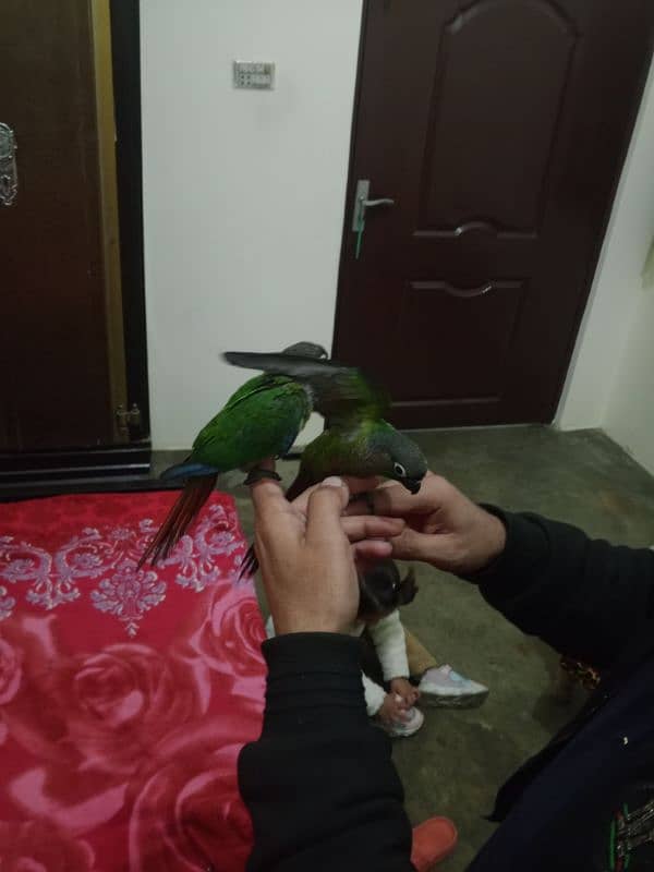 hand tame conure 3