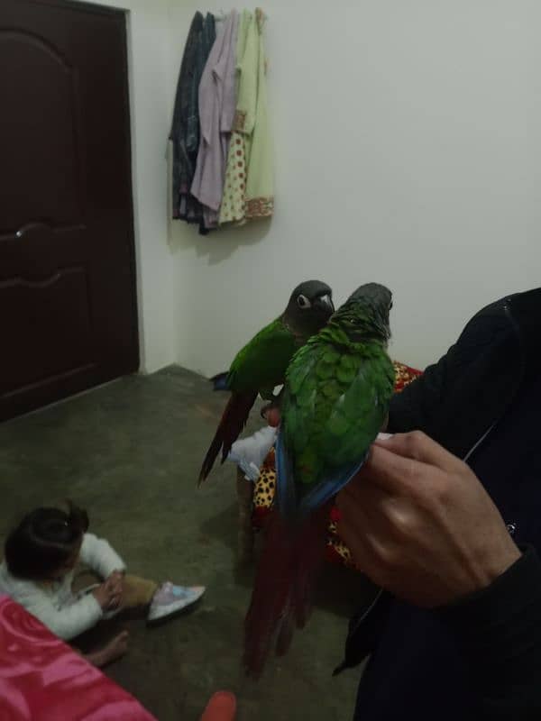 hand tame conure 4