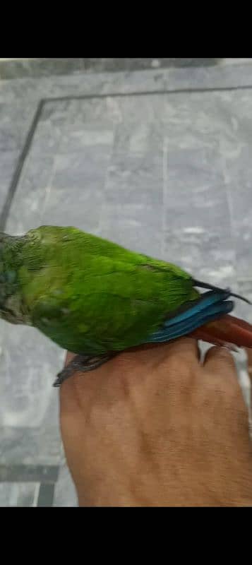 hand tame conure 5