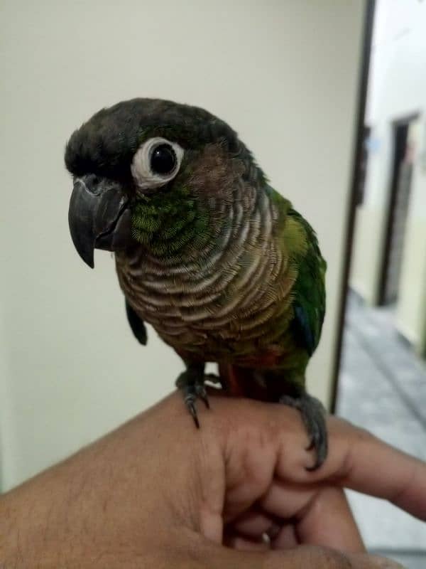 hand tame conure 7