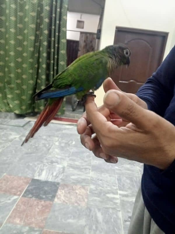 hand tame conure 8