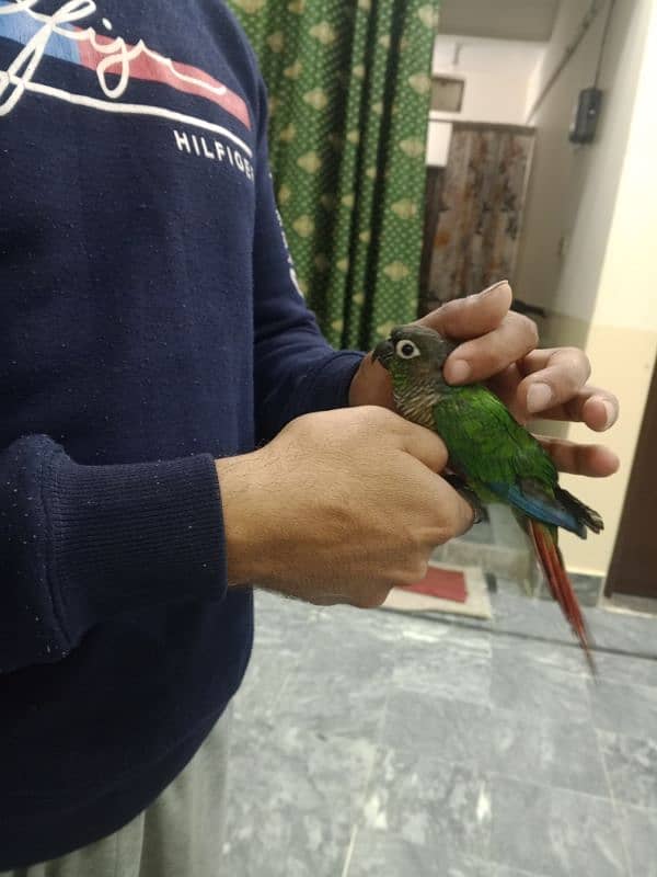 hand tame conure 9