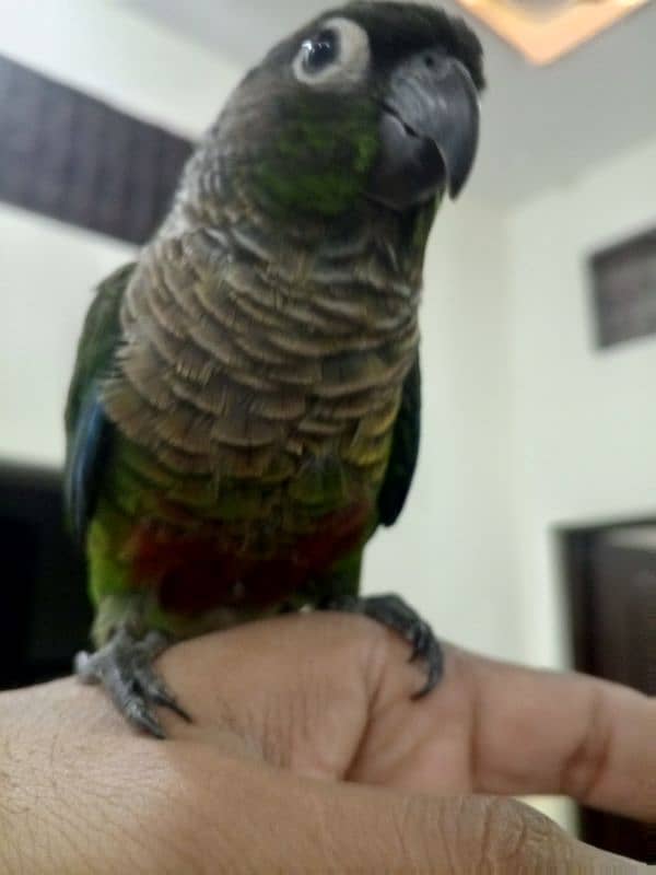 hand tame conure 10