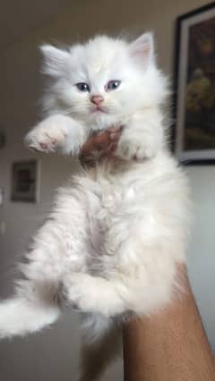 Persian punch face female kittens