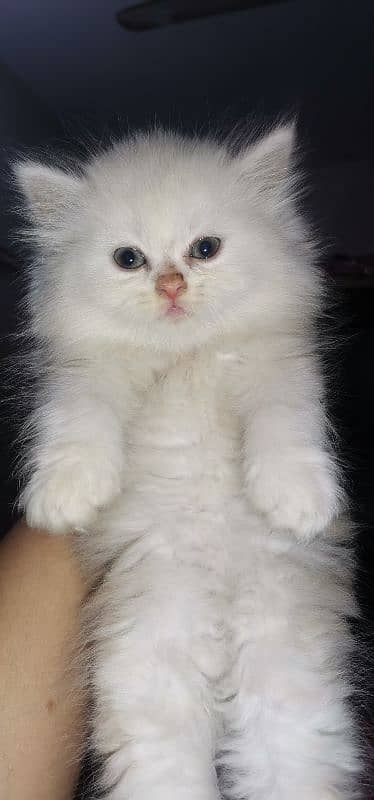 Persian punch face female kittens 3