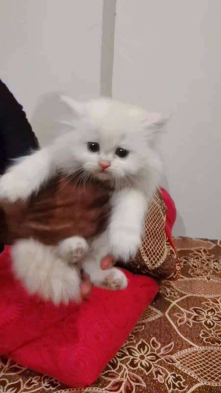 Persian punch face female kittens 4