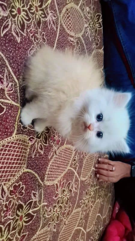 Persian punch face female kittens 5