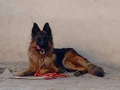 German Shepherd  Male for Crossing