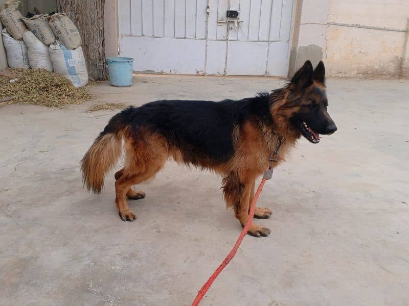 German Shepherd  Male for Crossing 1