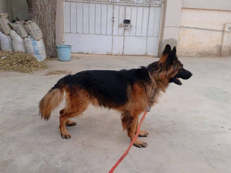 German Shepherd  Male for Crossing 2