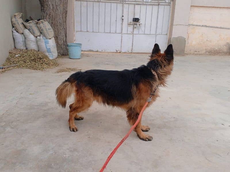 German Shepherd  Male for Crossing 3