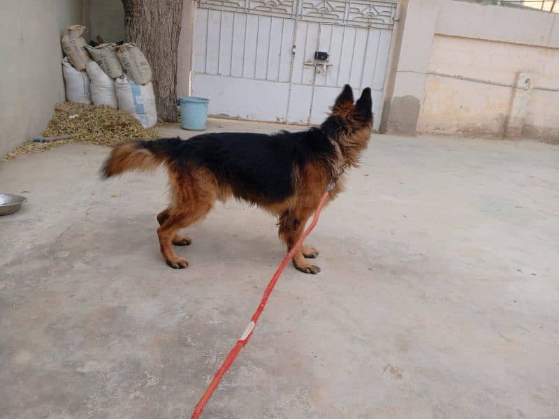 German Shepherd  Male for Crossing 5