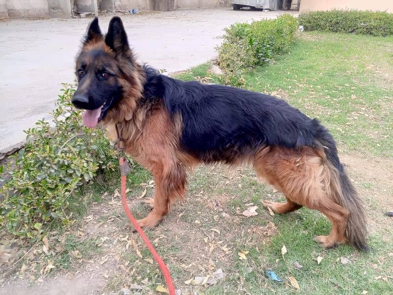 German Shepherd  Male for Crossing 7