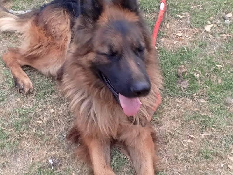 German Shepherd  Male for Crossing 9