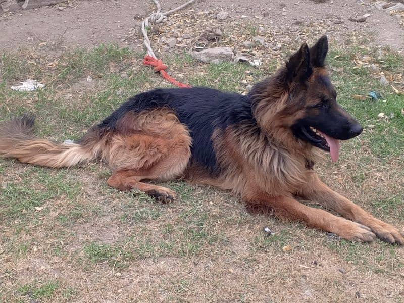 German Shepherd  Male for Crossing 10