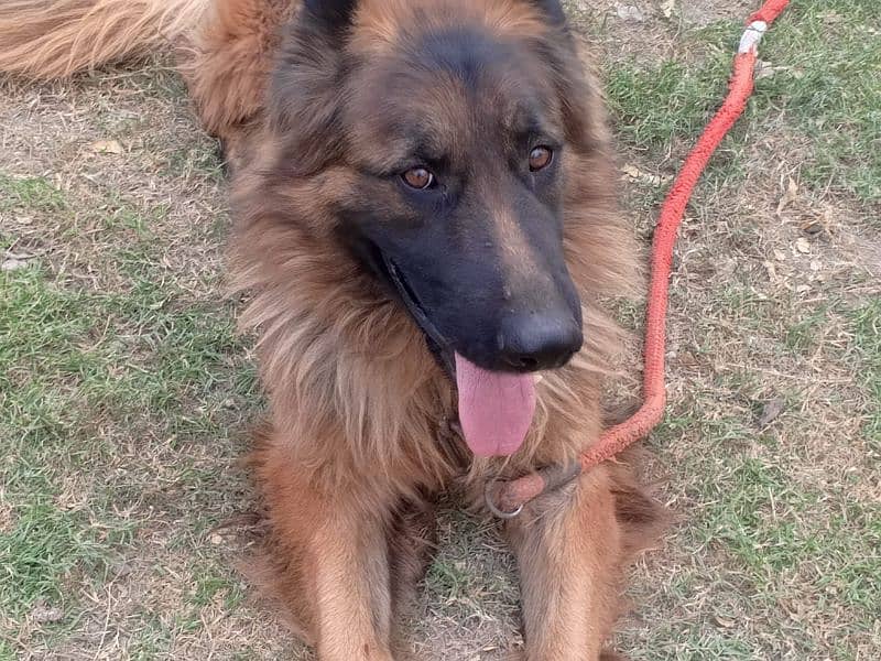 German Shepherd  Male for Crossing 11