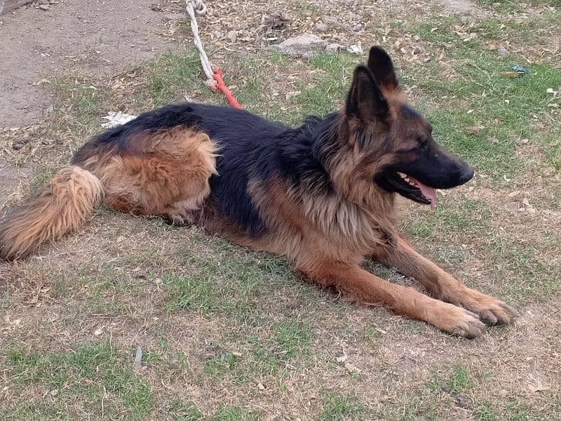 German Shepherd  Male for Crossing 13