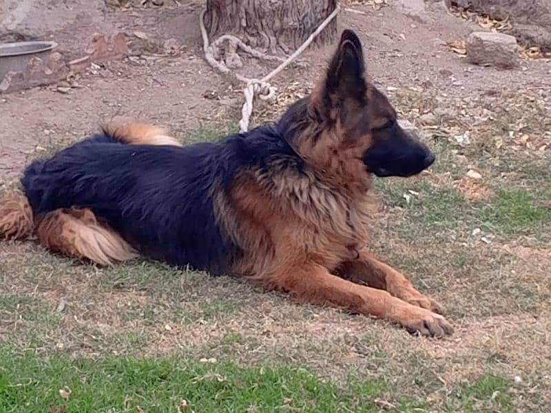 German Shepherd  Male for Crossing 14